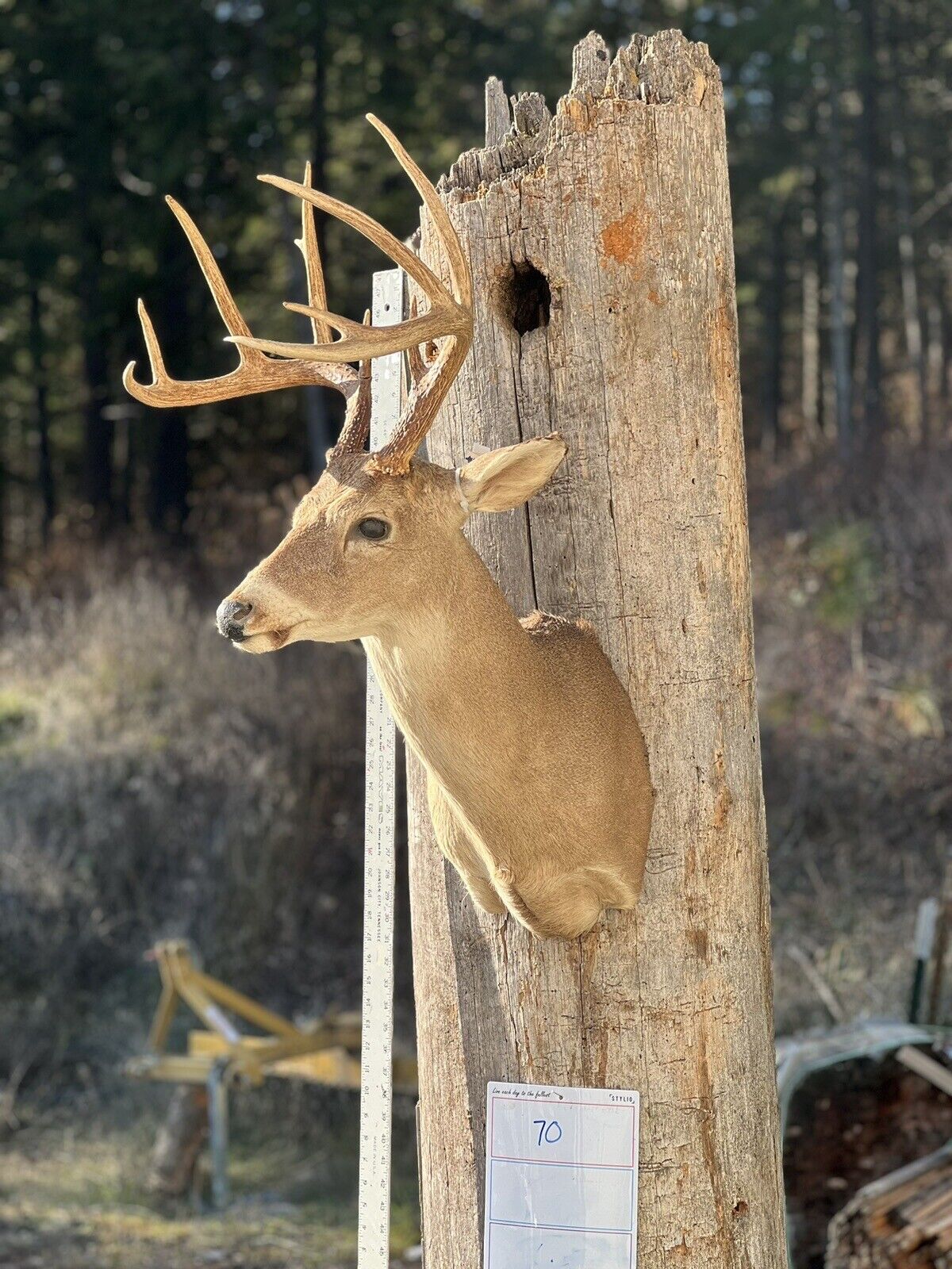 Shoulder Mount   White Tail Deer Real  Antler  Taxidermy Wall Mount