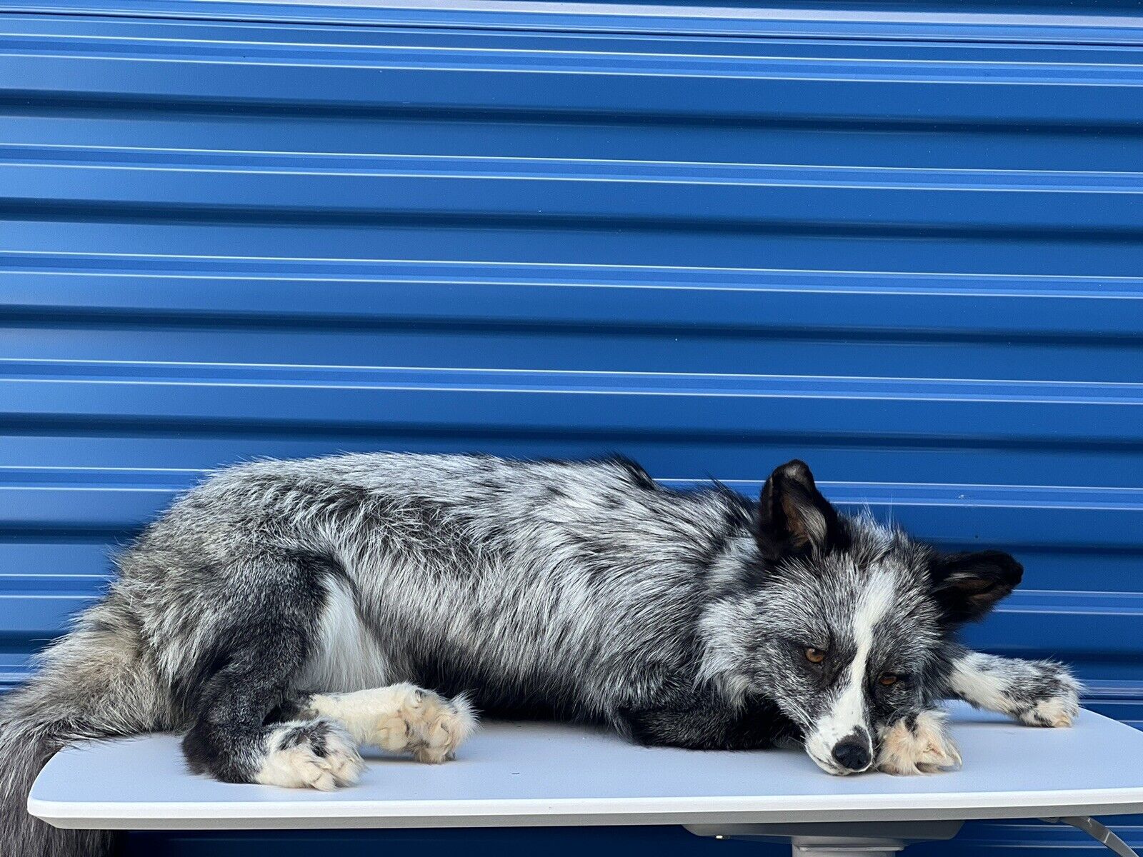 Silver White Mark Fox Soft Mount Taxidermy- High Museum Quality