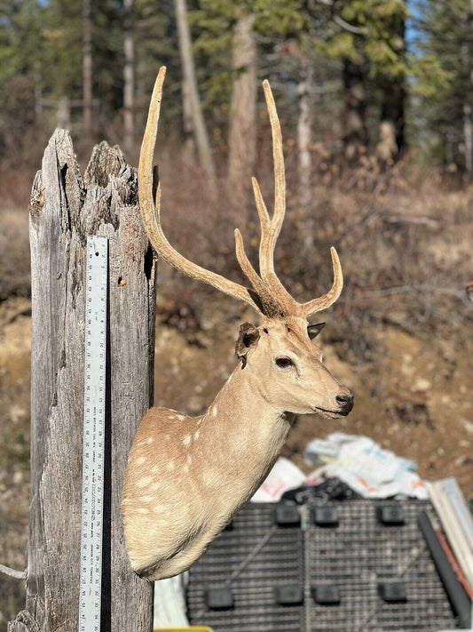 Axis Deer Real Velvet Antler  Taxidermy Wall Shoulder Mount