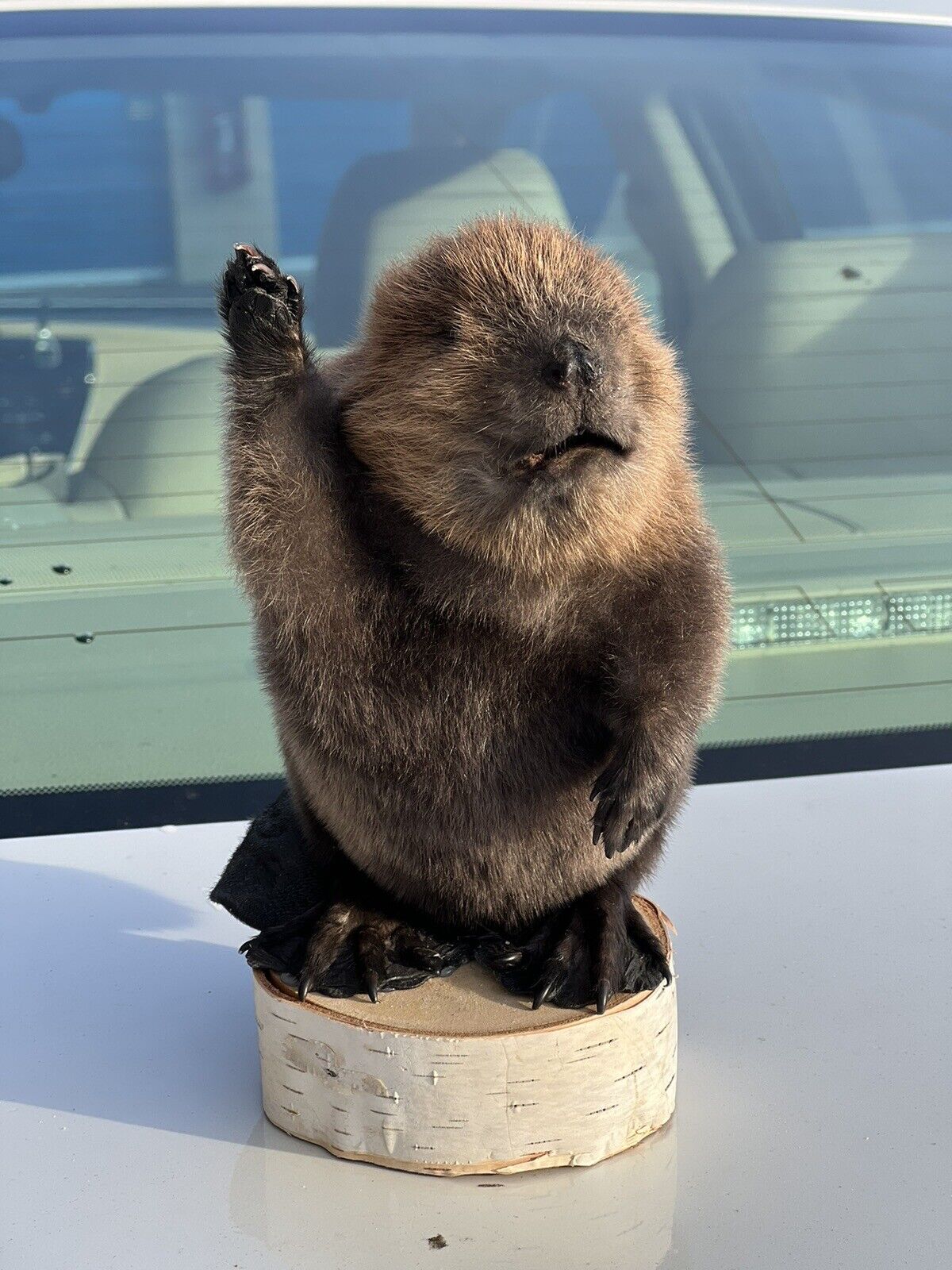 Museum Quality Beautiful Adorable Fatty Beaver Kit Taxidermy Mount Art Wildlife