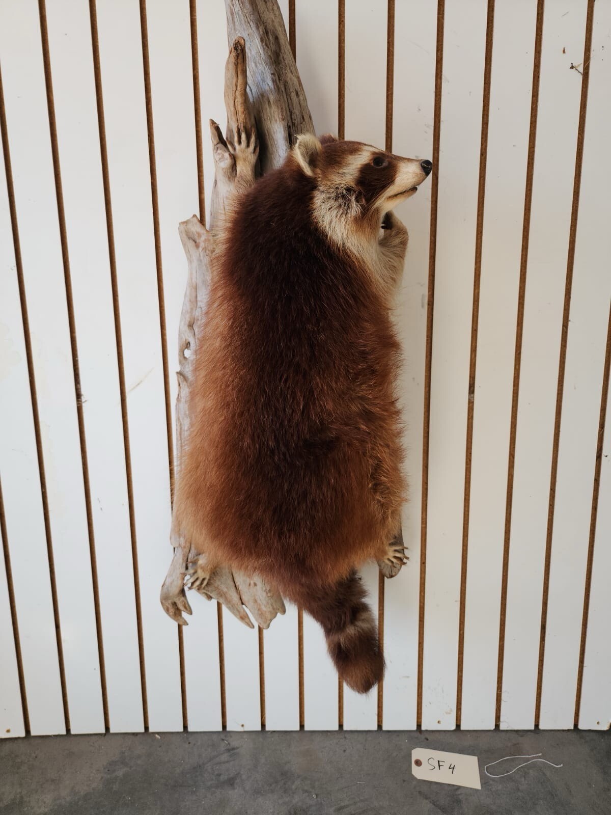 Big FAT Cinnamon Phase Raccoon Full Body Taxidermy Mount