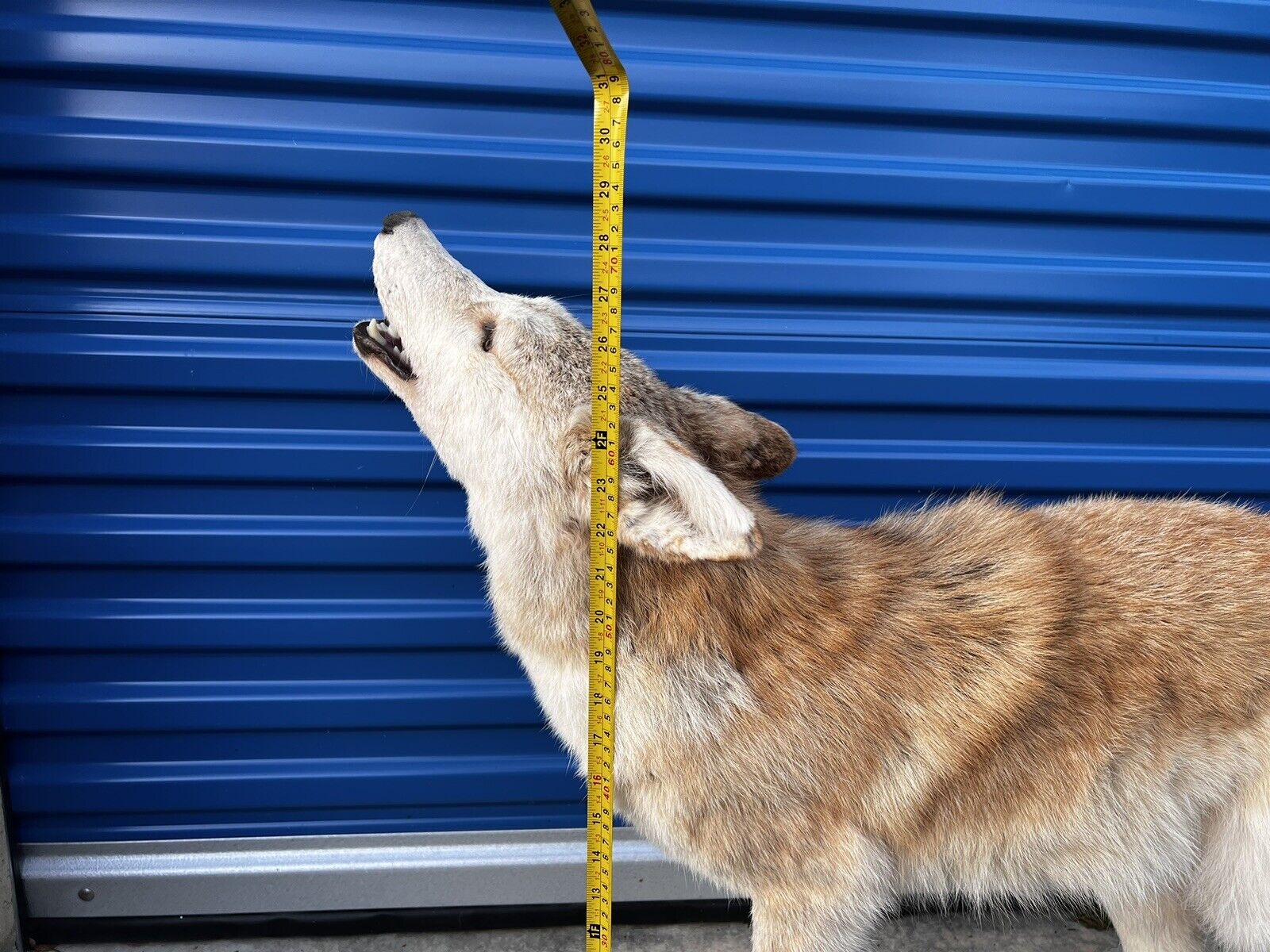 Beautiful Howling Coyote Taxidermy Life Size Mount