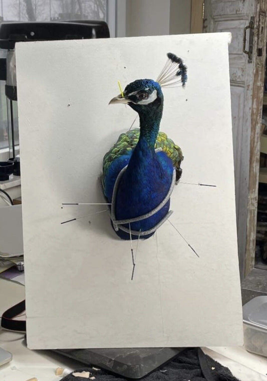 Museum quality MALE PEACOCK  Shoulder Taxidermy WALL-Mount