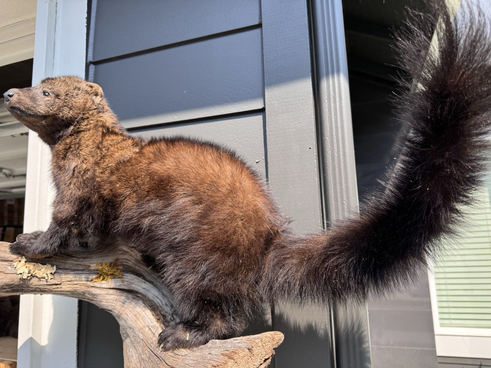 Fisher Life-Size Taxidermy Wall Mount