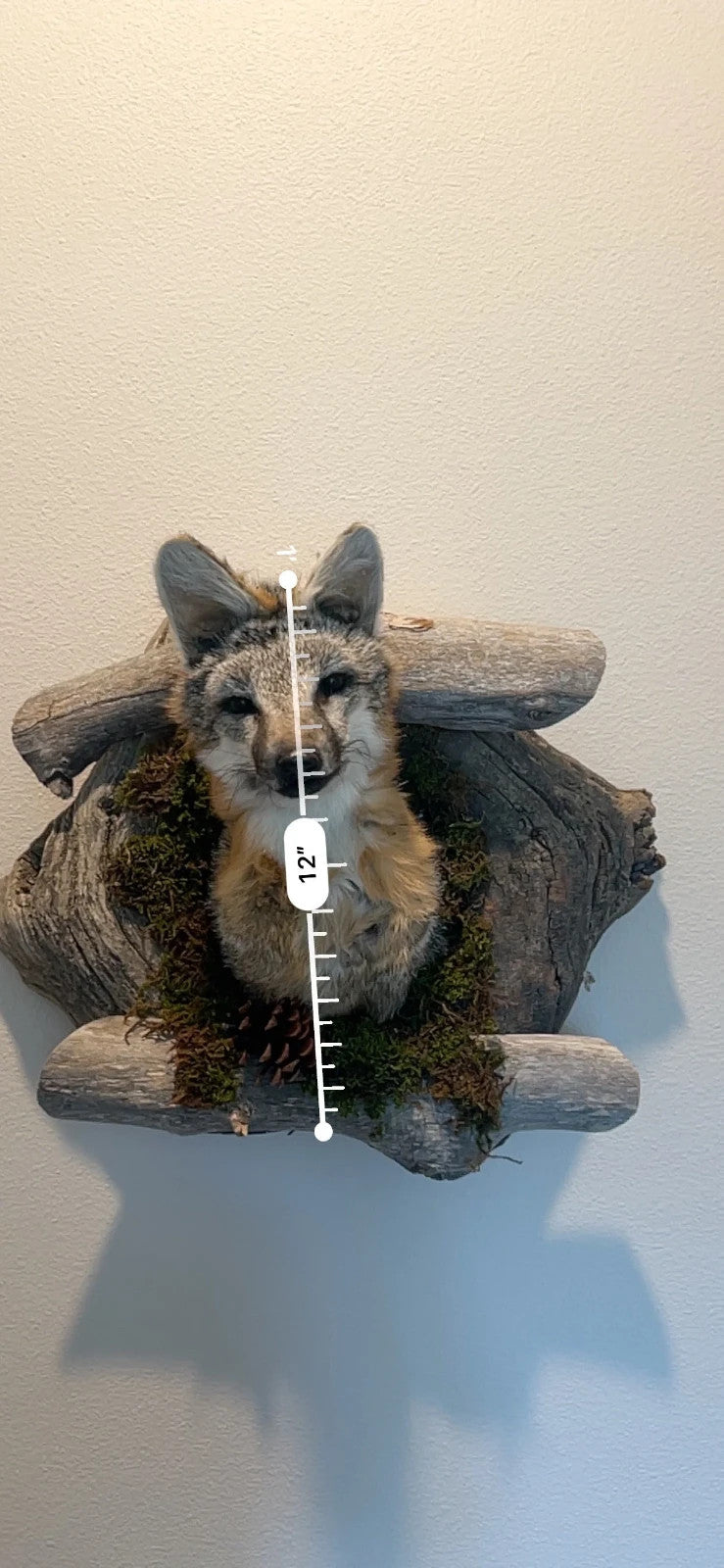 Beautiful Grey Fox Taxidermy Wall Mount In Den