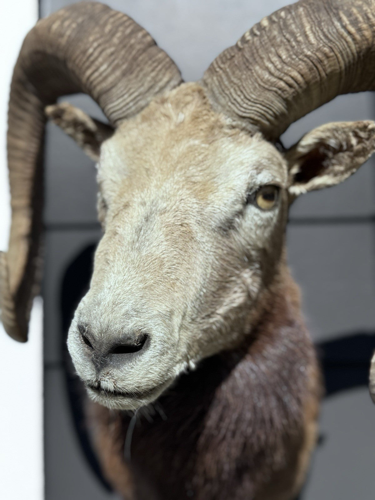 Mouflon sheep taxidermy mount