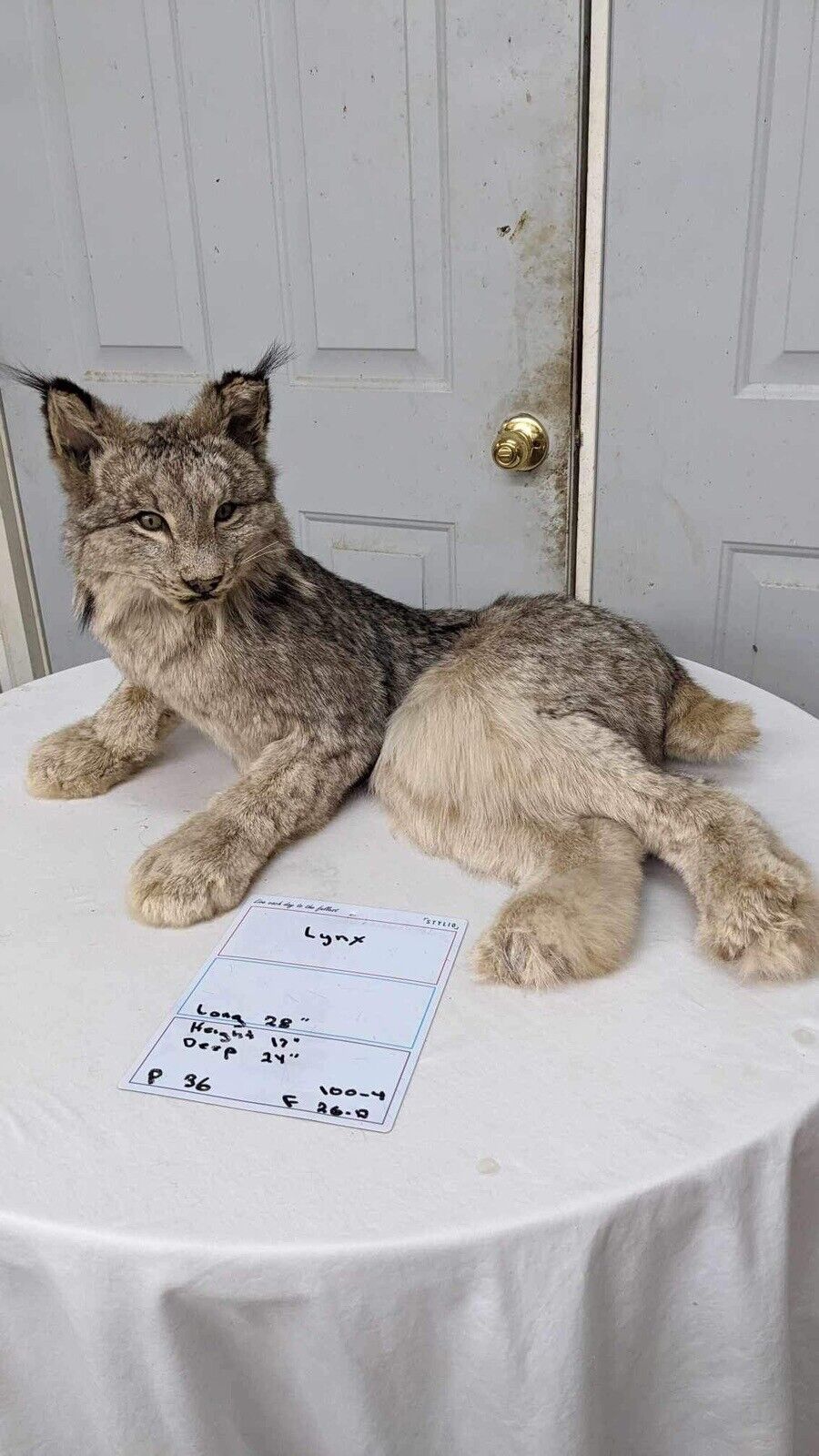 Alaskan lynx Full Body Mount Taxidermy