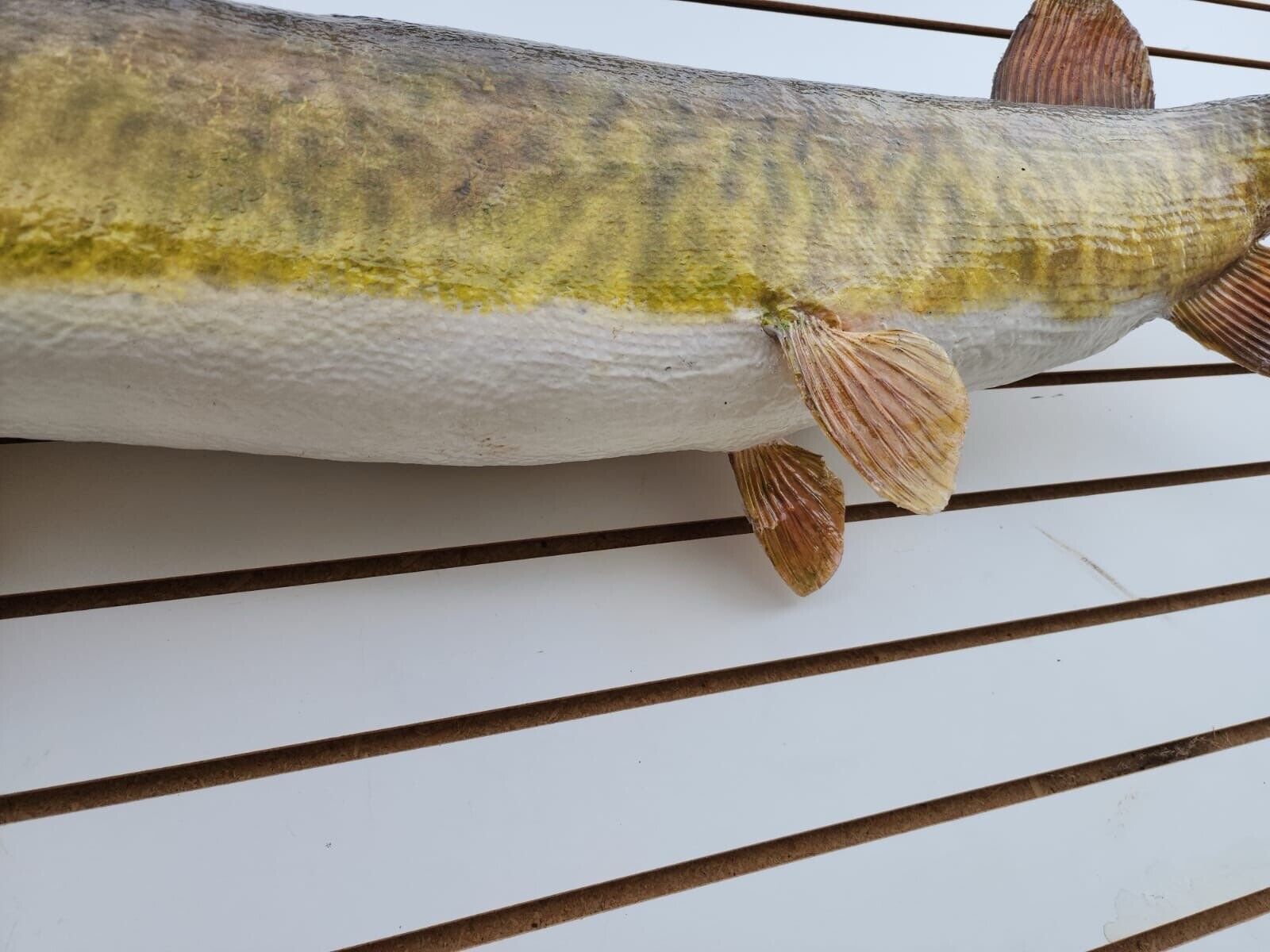 48" Muskie Real Skin Fish Taxidermy