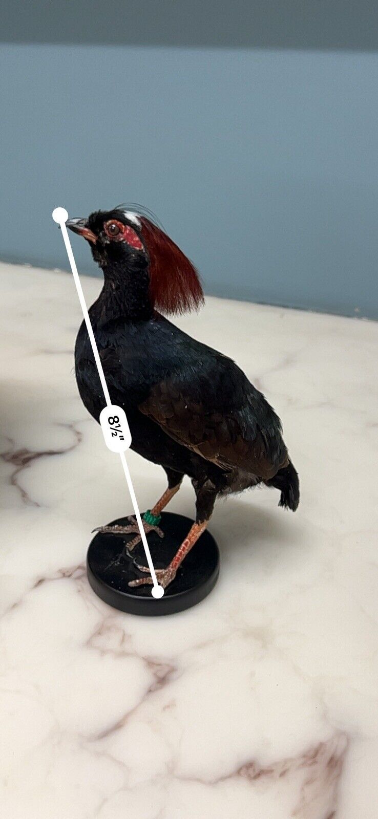 Real taxidermy crested partridge/roul-roul male