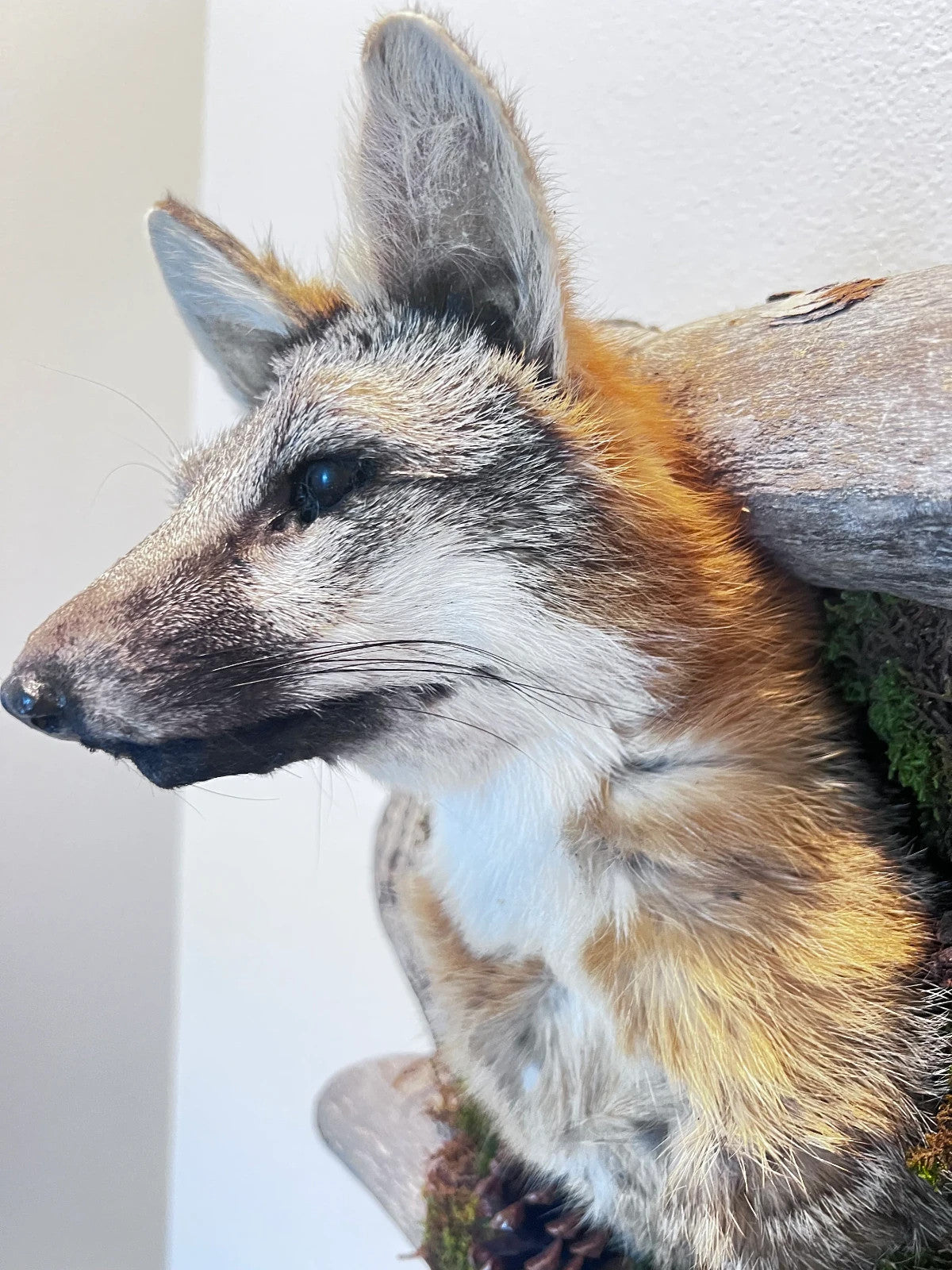 Beautiful Grey Fox Taxidermy Wall Mount In Den
