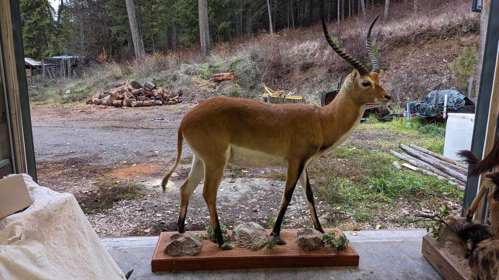 African Gazelle| Deer|  Kafue Flats Lechwe Full Body Taxidermy Mount