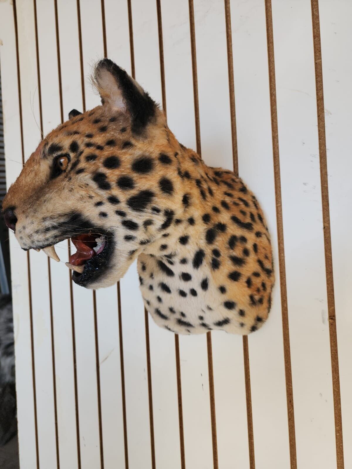 Reproduction Jaguar Shoulder Mount Taxidermy