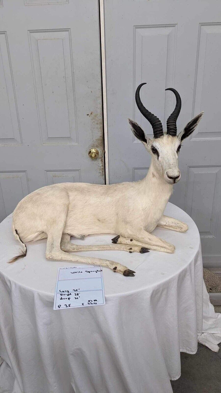 White springbok Taxidermy Full Body Mount