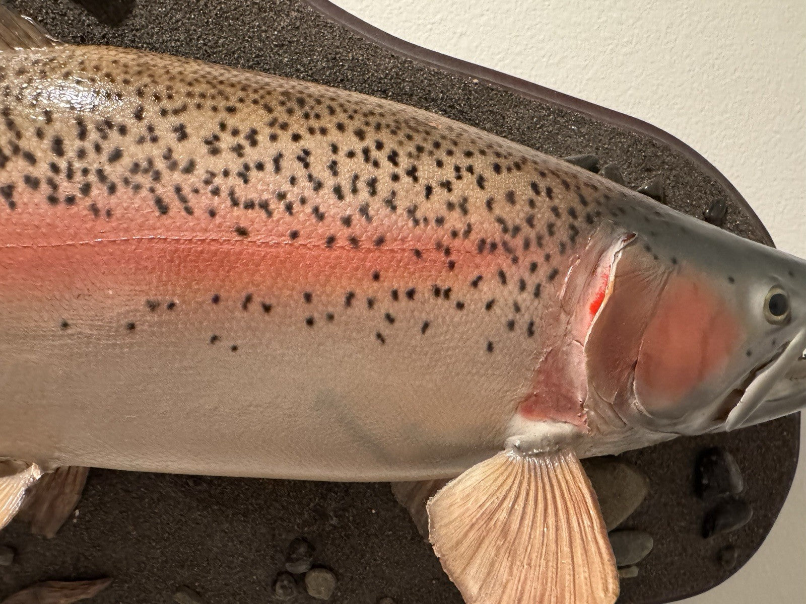26" Rainbow Trout Fish Taxidermy Wall Mount