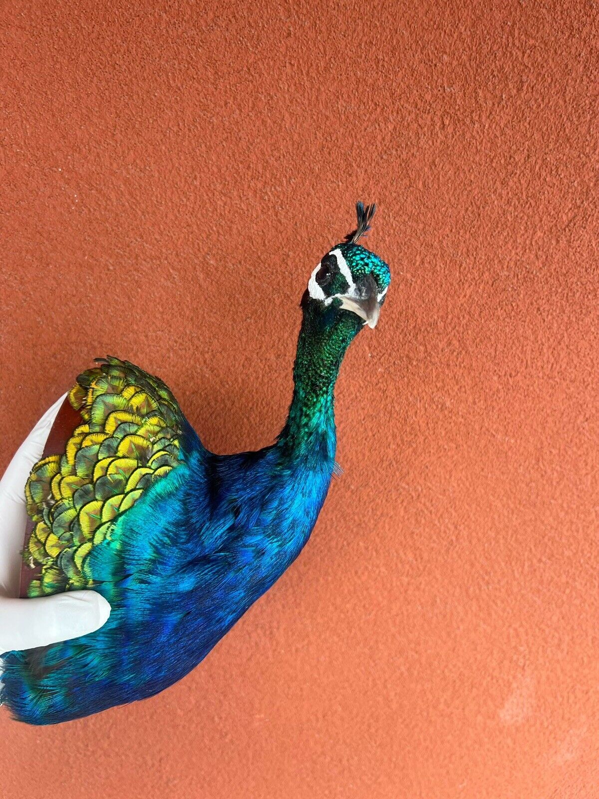 Museum quality MALE PEACOCK  Shoulder Taxidermy WALL-Mount