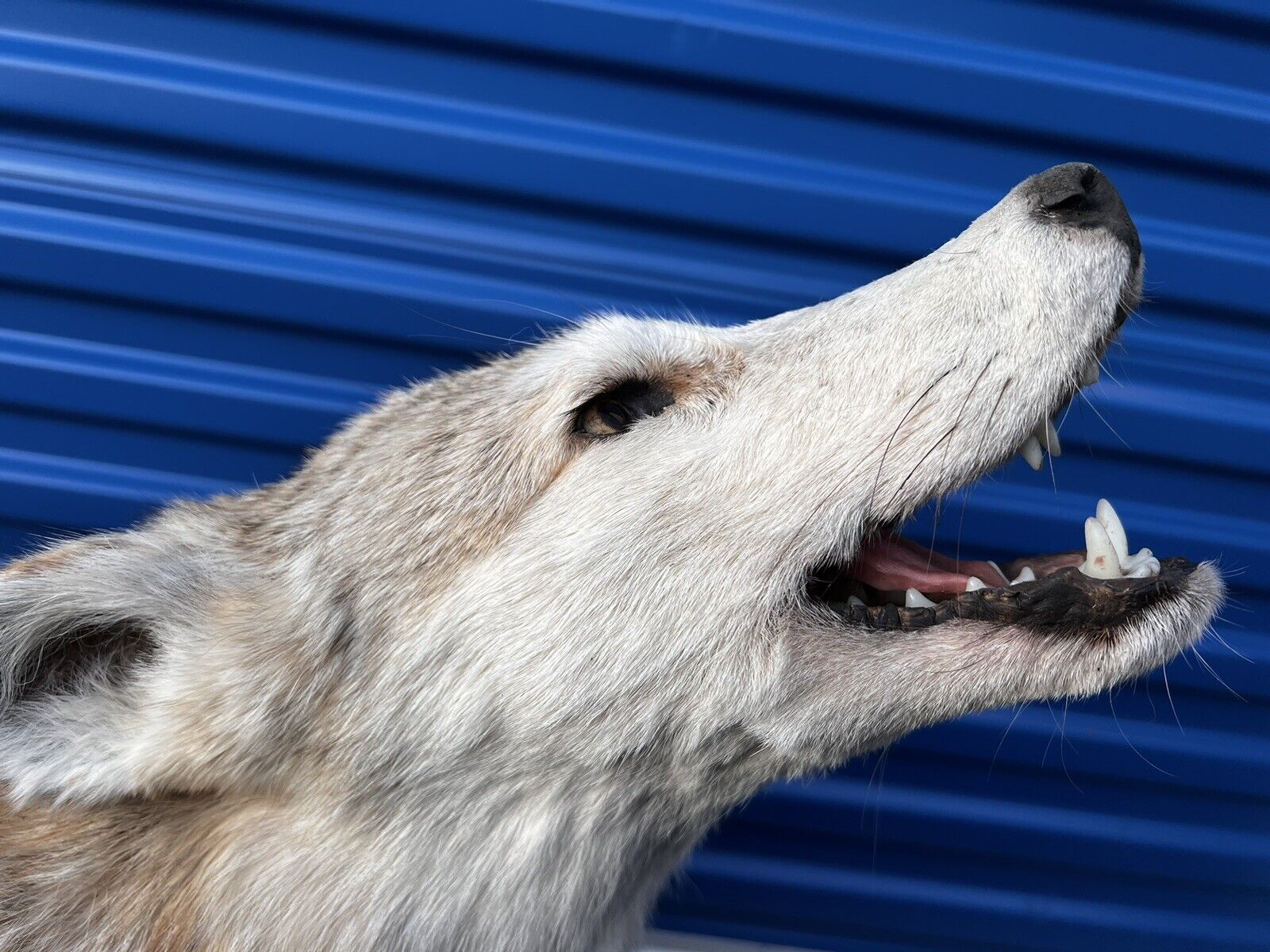 Beautiful Howling Coyote Taxidermy Life Size Mount