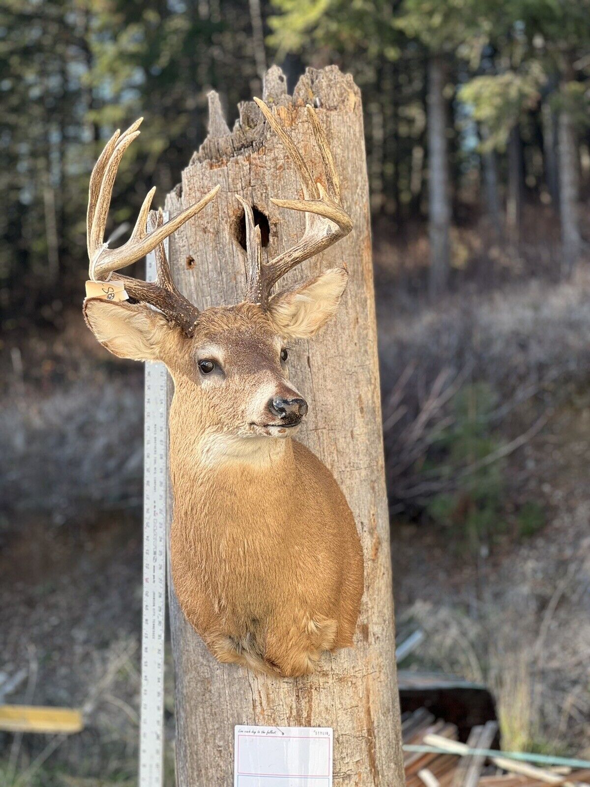 Shoulder Mount   White Tail Deer Real  Antler  Taxidermy Wall Mount