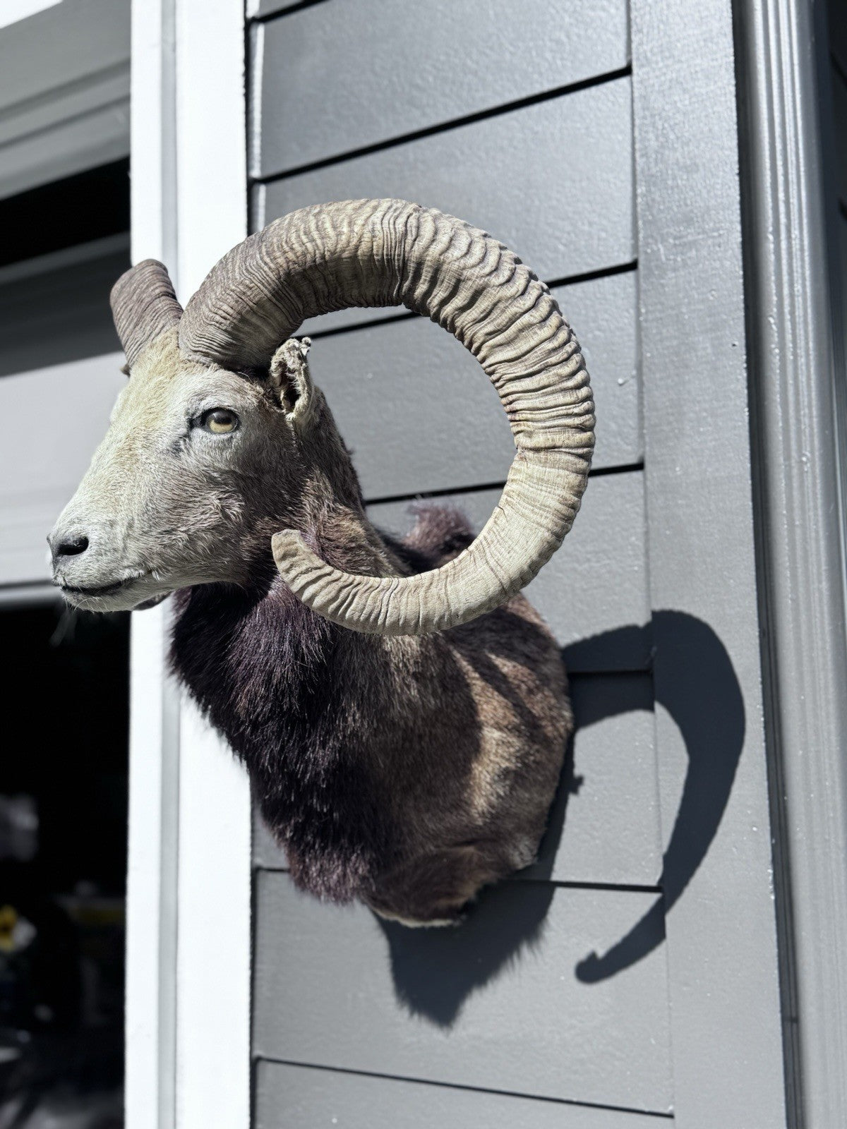 Mouflon sheep taxidermy mount