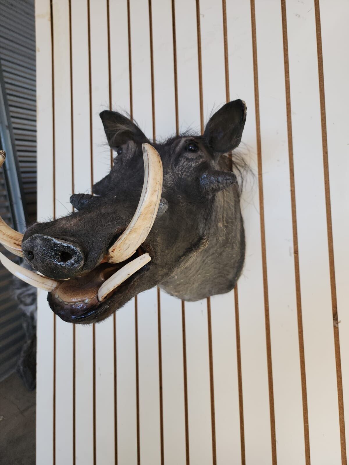 African Warthog Shoulder Taxidermy Mount