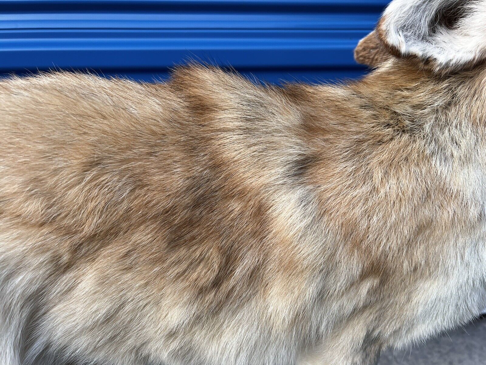 Beautiful Howling Coyote Taxidermy Life Size Mount