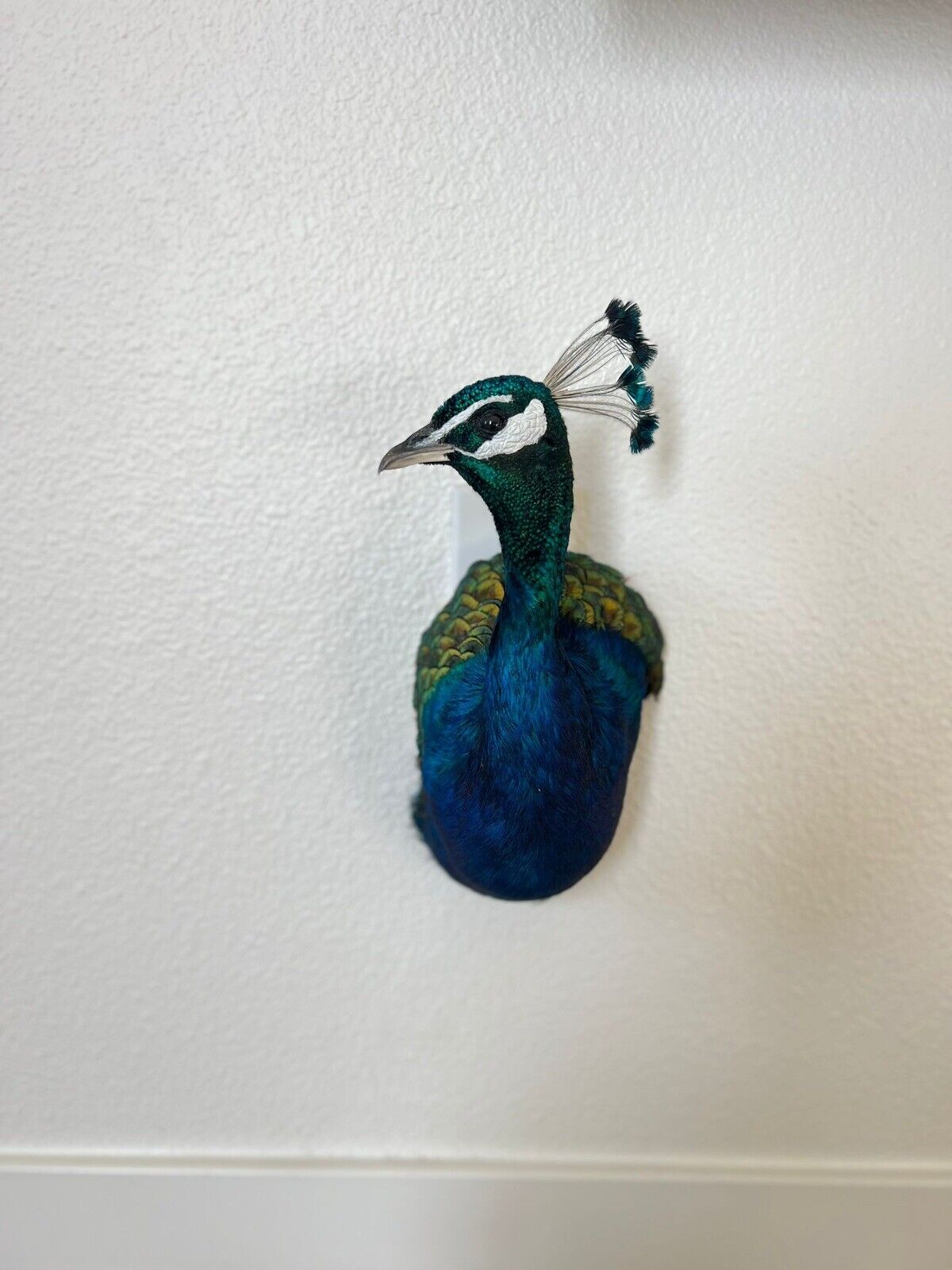 Museum quality MALE PEACOCK  Shoulder Taxidermy WALL-Mount