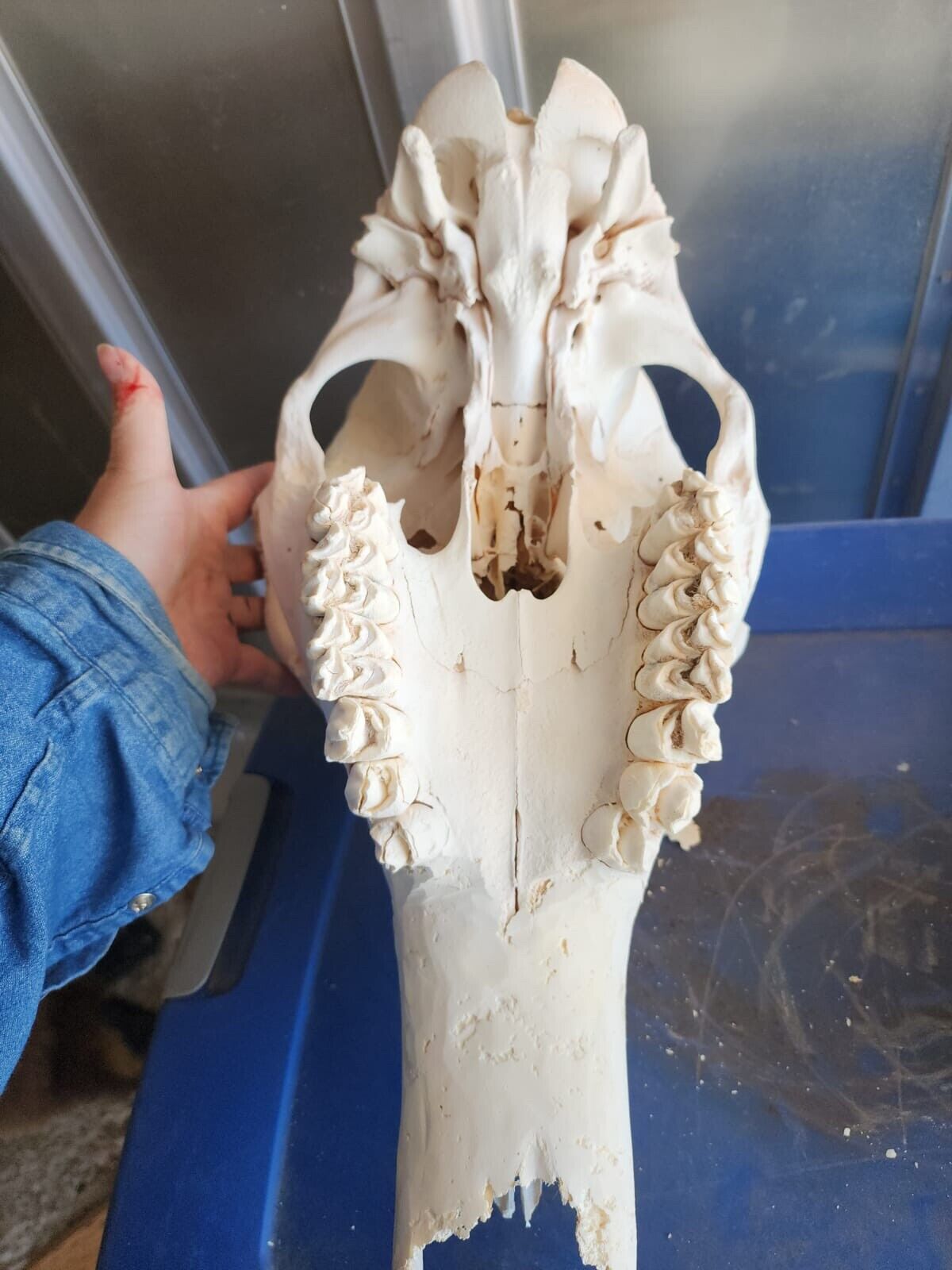 Real Giraffe Skull Male Giraffa camelopardalis - Full Upper and Lower Jaws