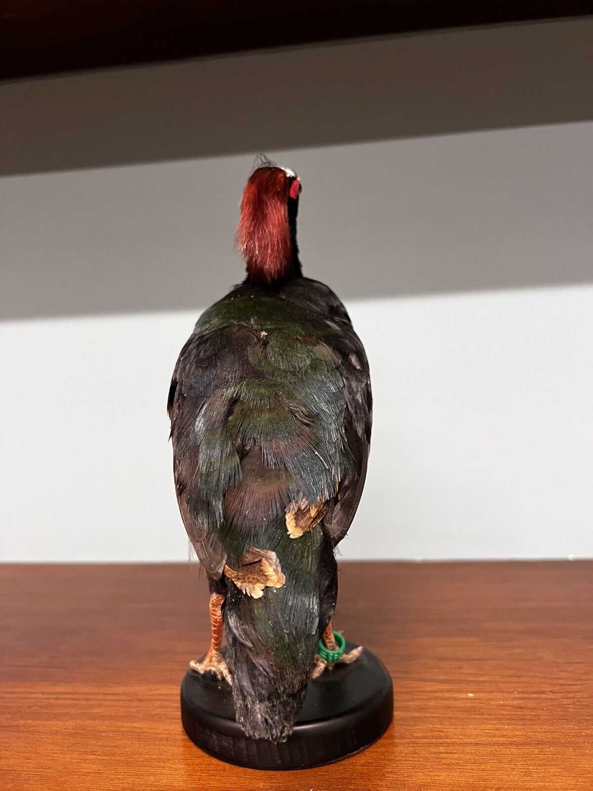 Real taxidermy crested partridge/roul-roul male