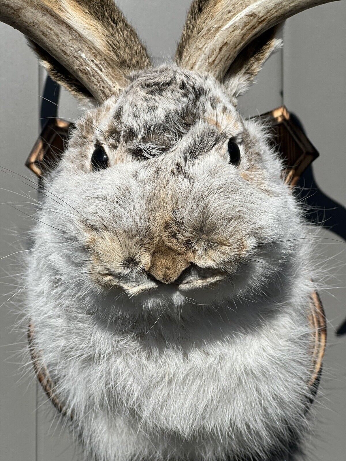 New Fluffy  Jackalope Taxidermy Wall Hanging Deer Jack Rabbit Antlers