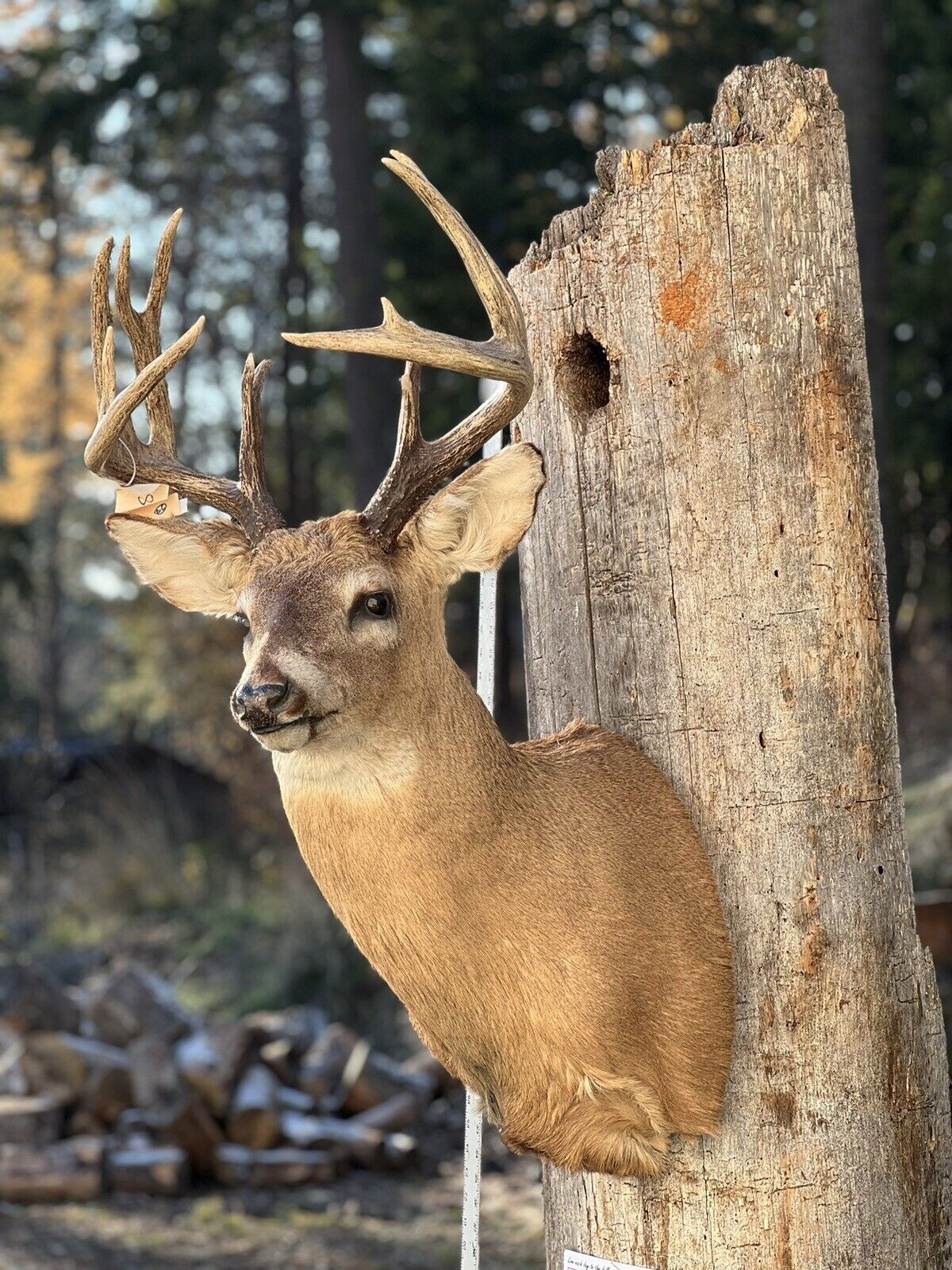Shoulder Mount   White Tail Deer Real  Antler  Taxidermy Wall Mount