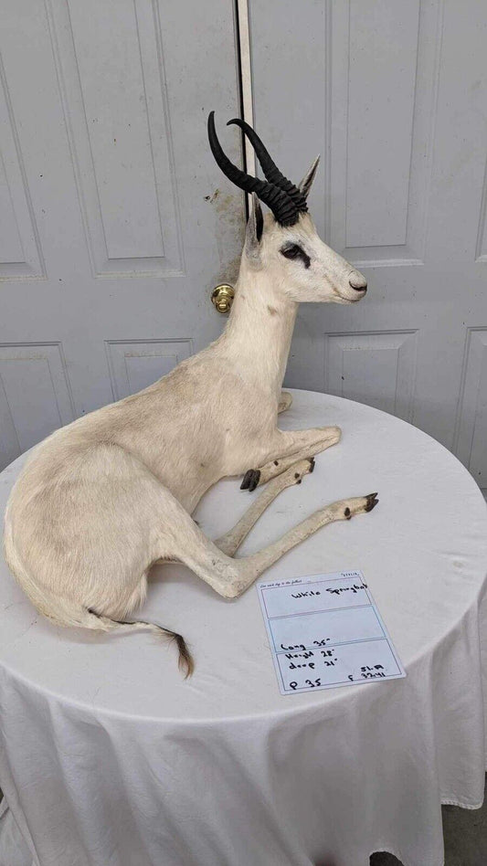 White springbok Taxidermy Full Body Mount