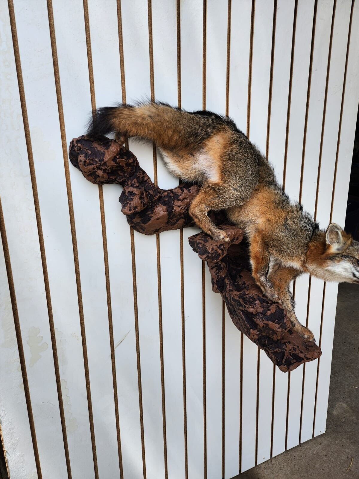 Grey Fox Taxidermy Full Body Mount Cabin Camp Man Cave Home Decor Wall Mount Log