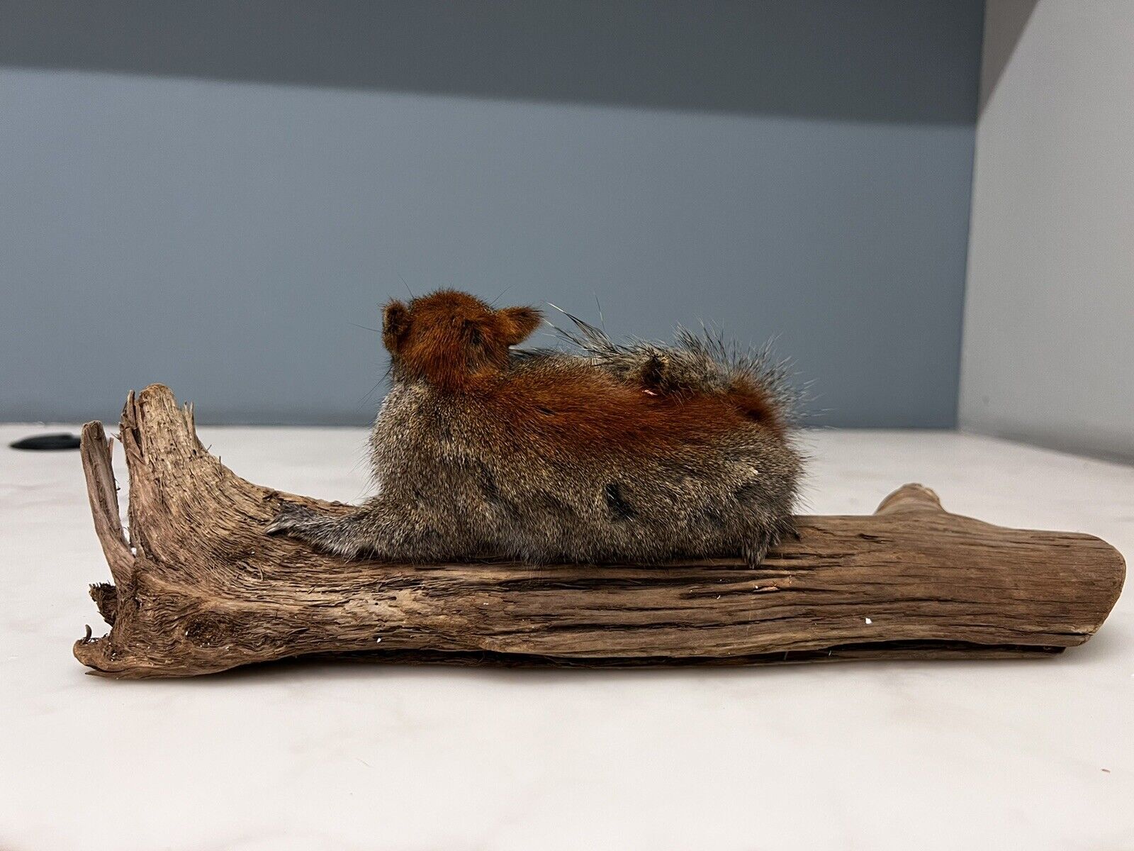 Red Squirrel Beautiful Adorable Taxidermy Mount Wooden Base
