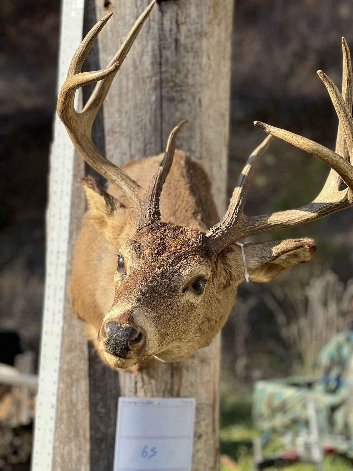 Shoulder Mount   Mule Deer Real  Antler  Taxidermy Wall Mount