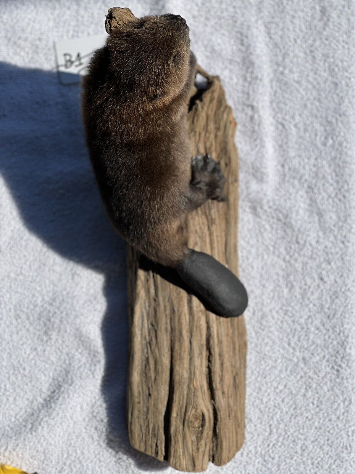 Museum Quality Beautiful Adorable Fatty Beaver Kit Taxidermy Mount Art Wildlife
