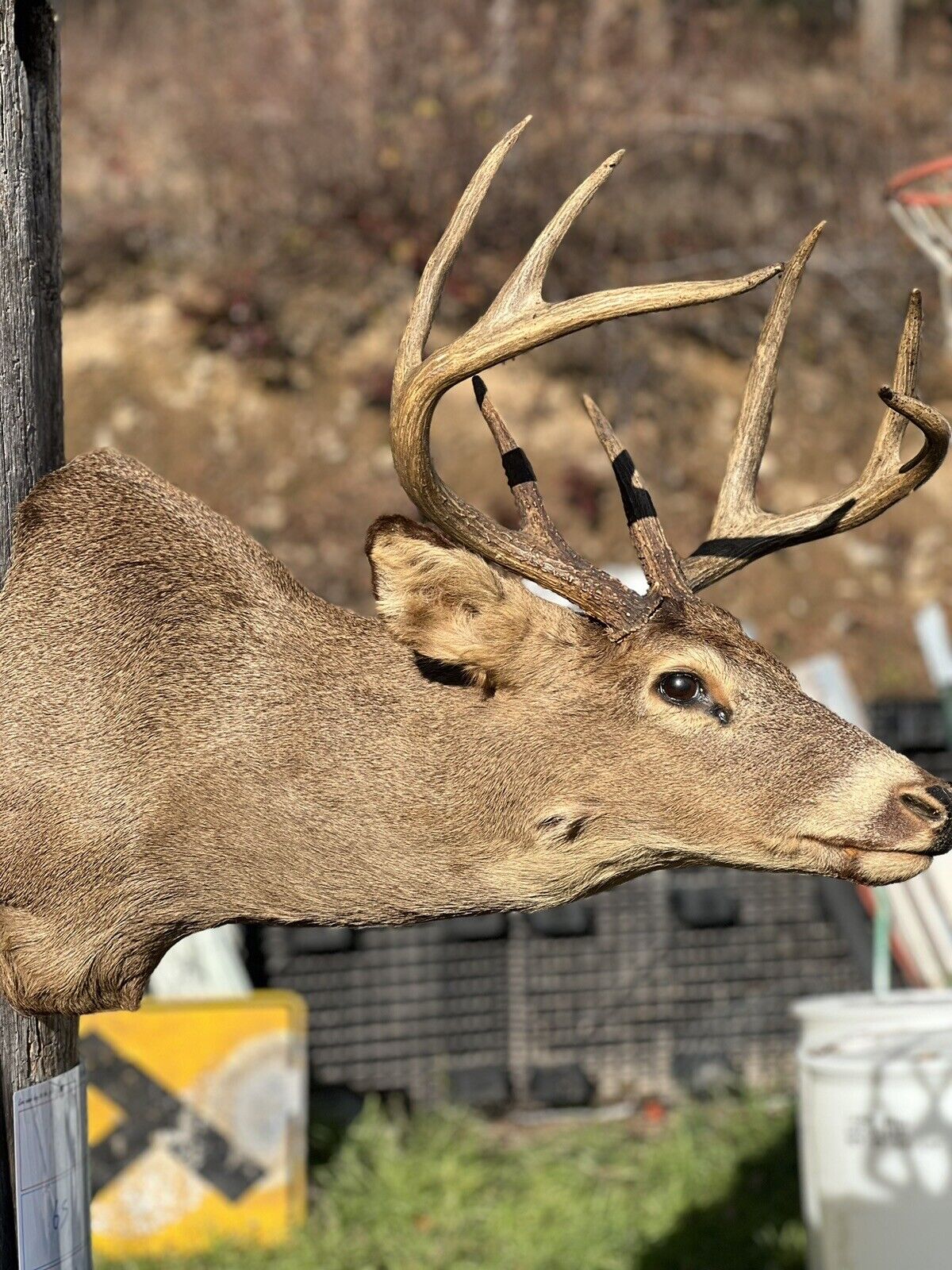 Shoulder Mount   Mule Deer Real  Antler  Taxidermy Wall Mount