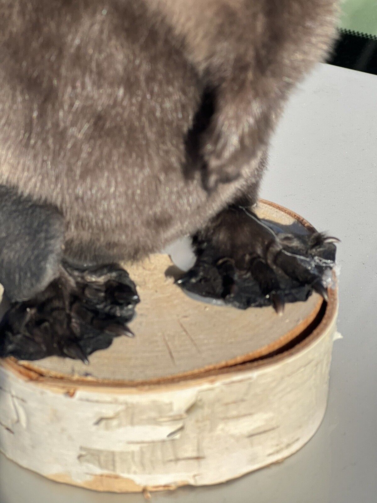 Museum Quality Beautiful Adorable Fatty Beaver Kit Taxidermy Mount Art Wildlife