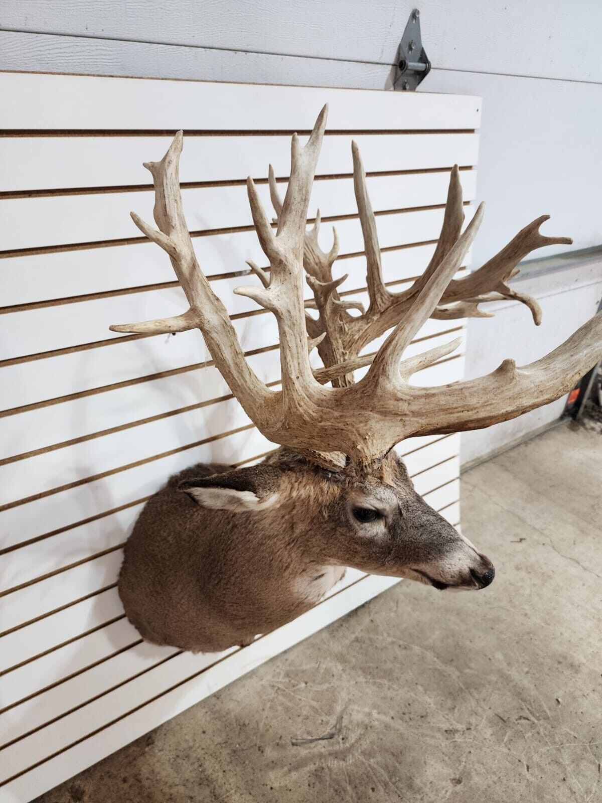 White Tail Deer Real  Antler  Taxidermy Wall Mount 200 CLASS ANTLERS
