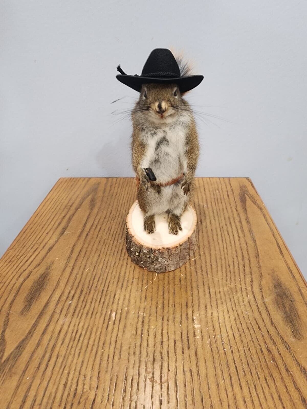Cowboy Sheriff Squirrel Taxidermy Animal Statue on Base Home or Office Gift