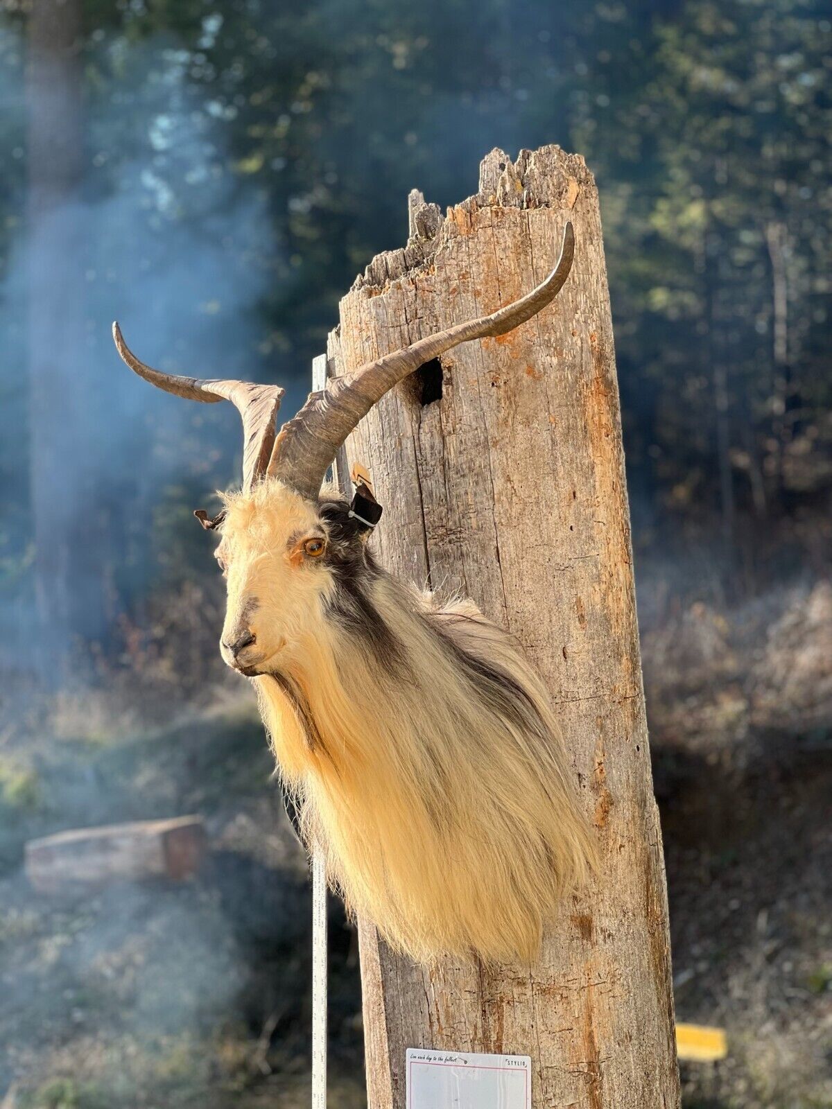 Angora Cross Goat Shoulder Mount Taxidermy