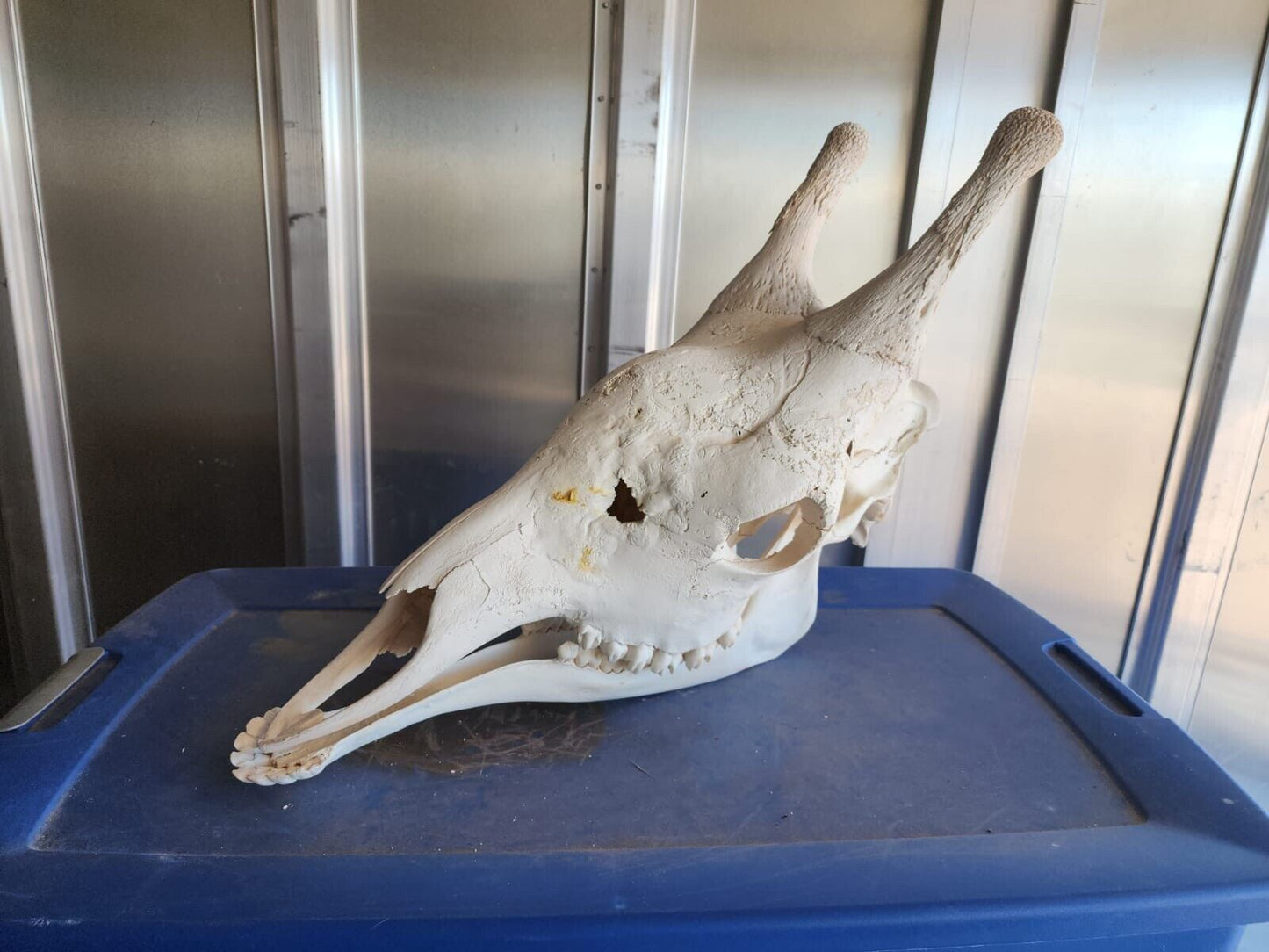 Real Giraffe Skull Male Giraffa camelopardalis - Full Upper and Lower Jaws