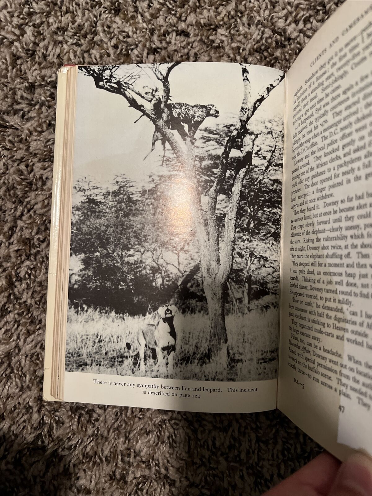 Downeys Africa, Anthony Cullen, Cassell, 1959, Hardcover