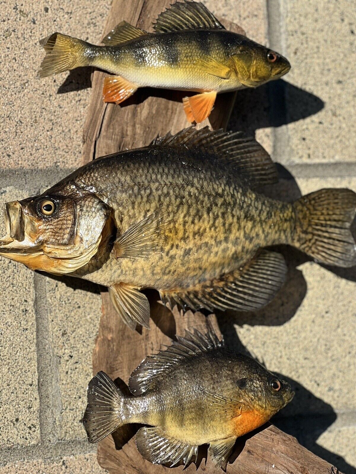 Beautiful Sunfish Crappie Perch Fish Taxidermy Wall Mount Art Wildlife