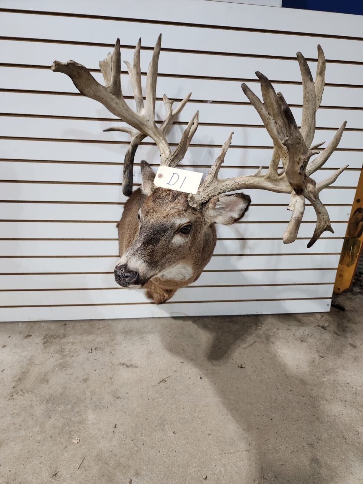 White Tail Deer Real  HUGE Antler  Taxidermy Wall Mount 300 CLASS ANTLERS
