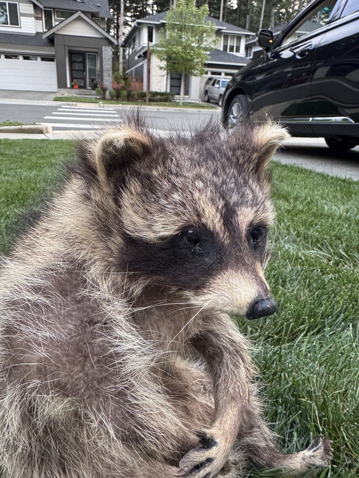 Raccoon Full Body Taxidermy Mount