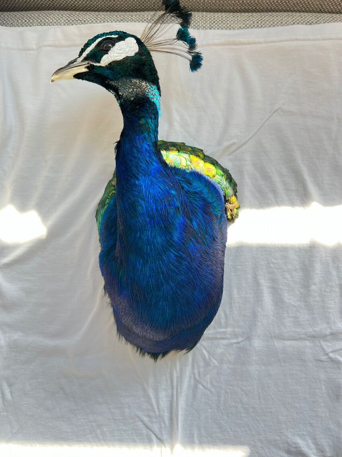 Museum quality MALE PEACOCK  Shoulder Taxidermy WALL-Mount