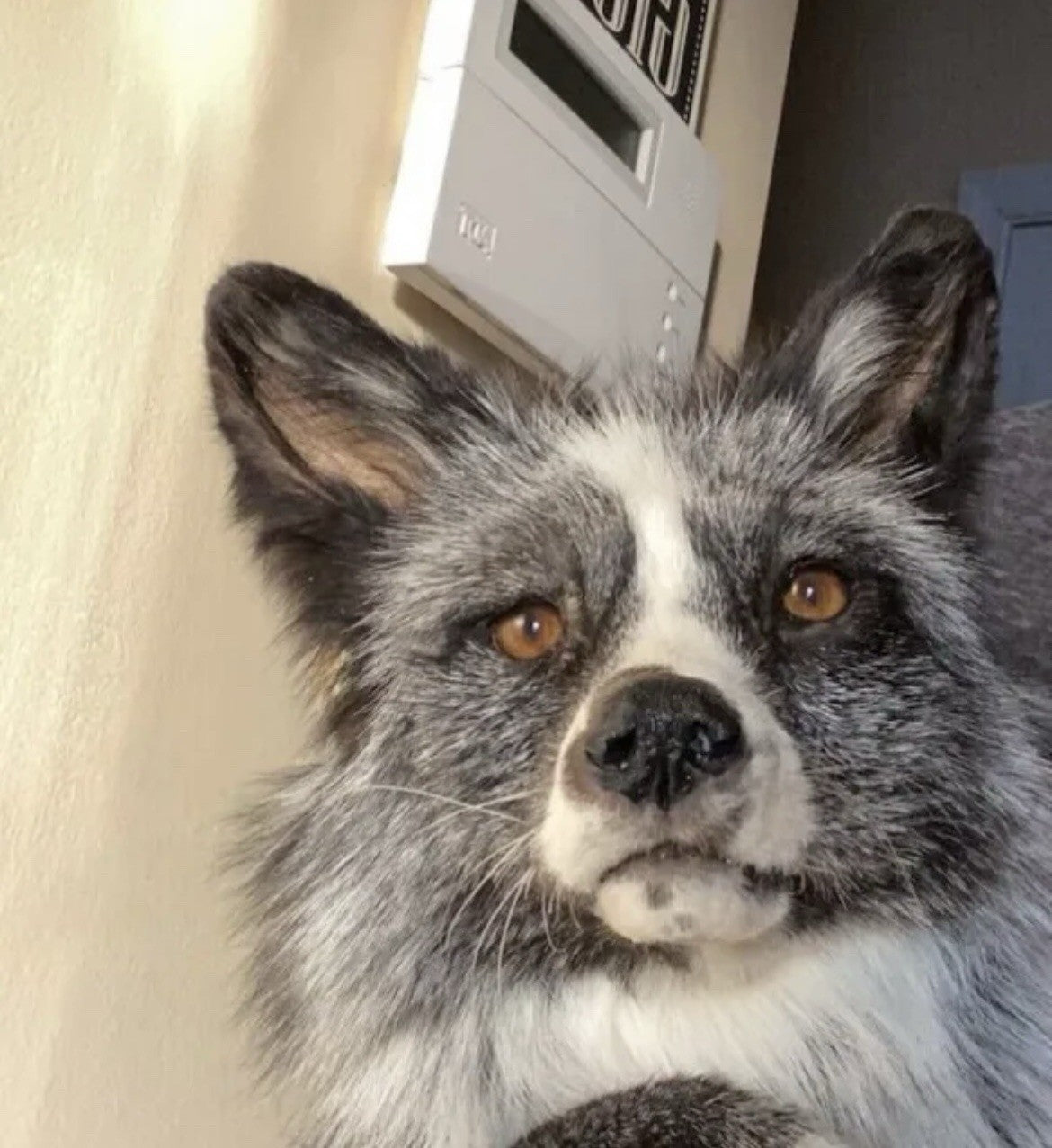 Beautiful Darker Silver Fox Softmount  Taxidermy