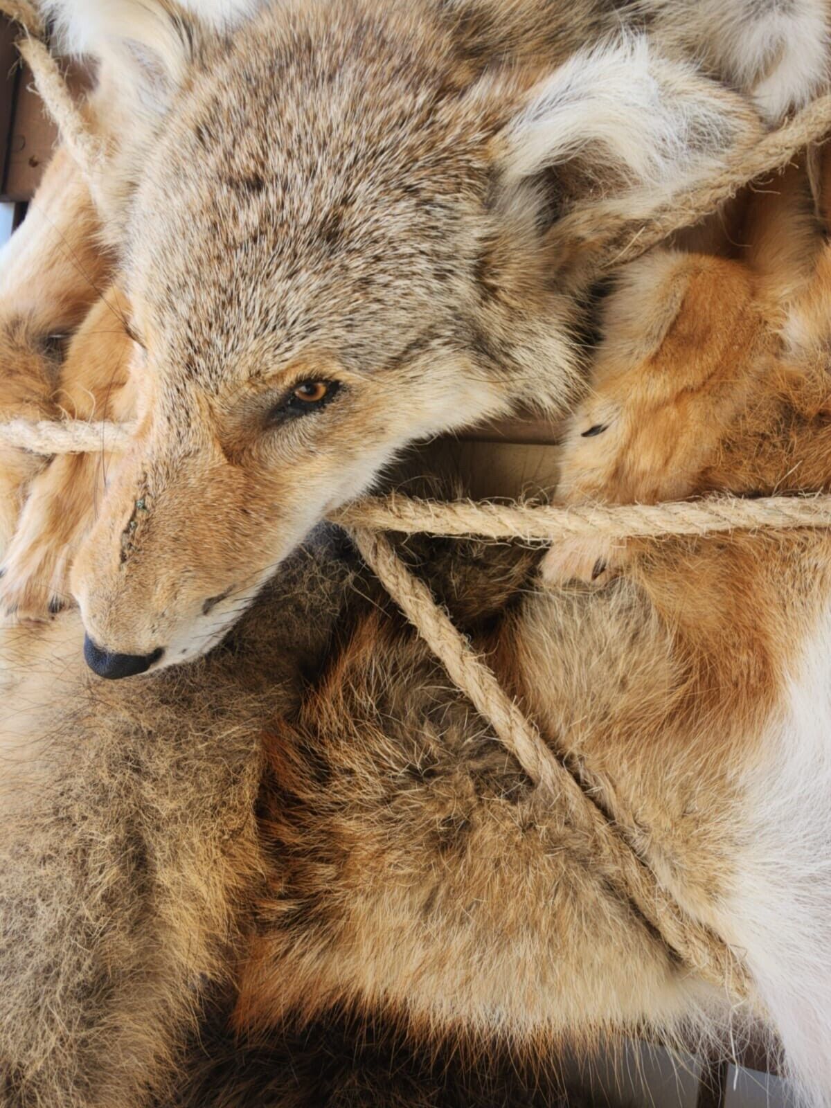 Coyote Beaver Fur Trappers Pack Mount Taxidermy Cabinet Wall Mount