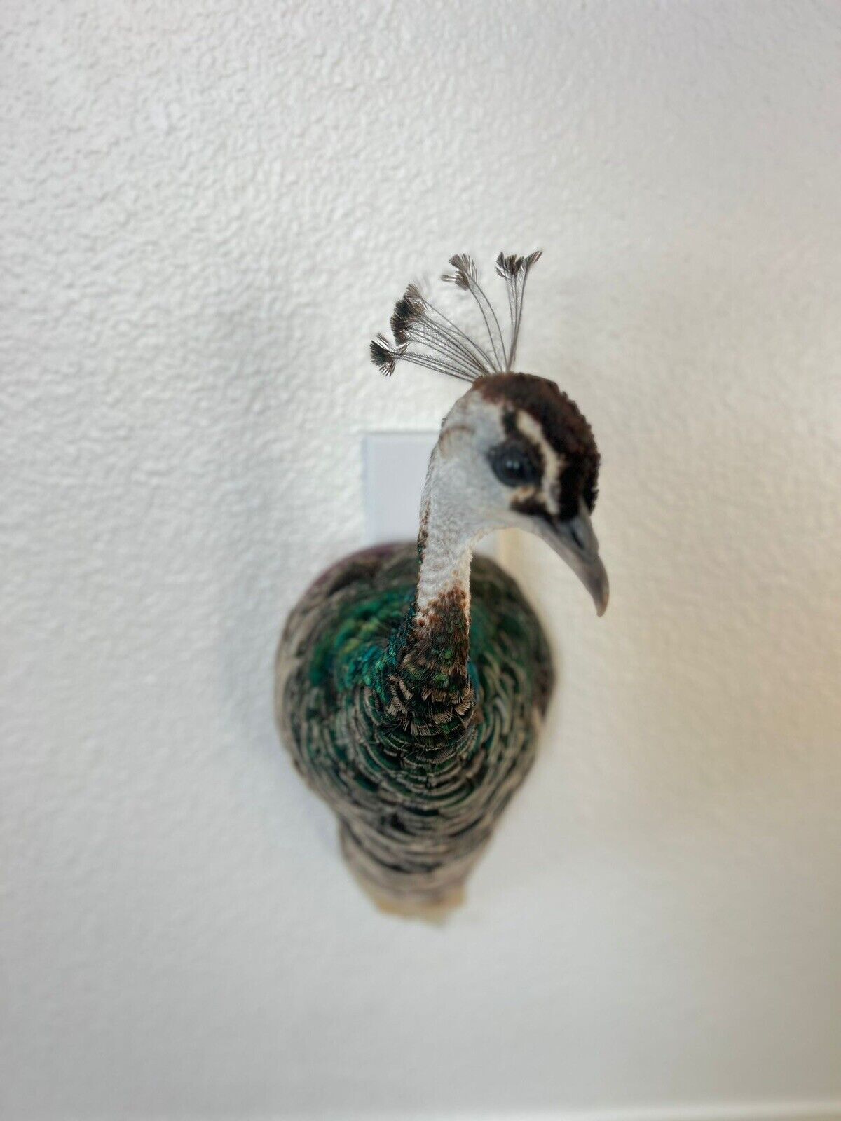 Museum quality FEMALE PEACOCK  Shoulder Taxidermy WALL-Mount