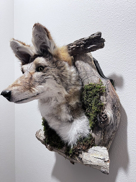 New Beautiful Coyote Den Taxidermy Wall Mount