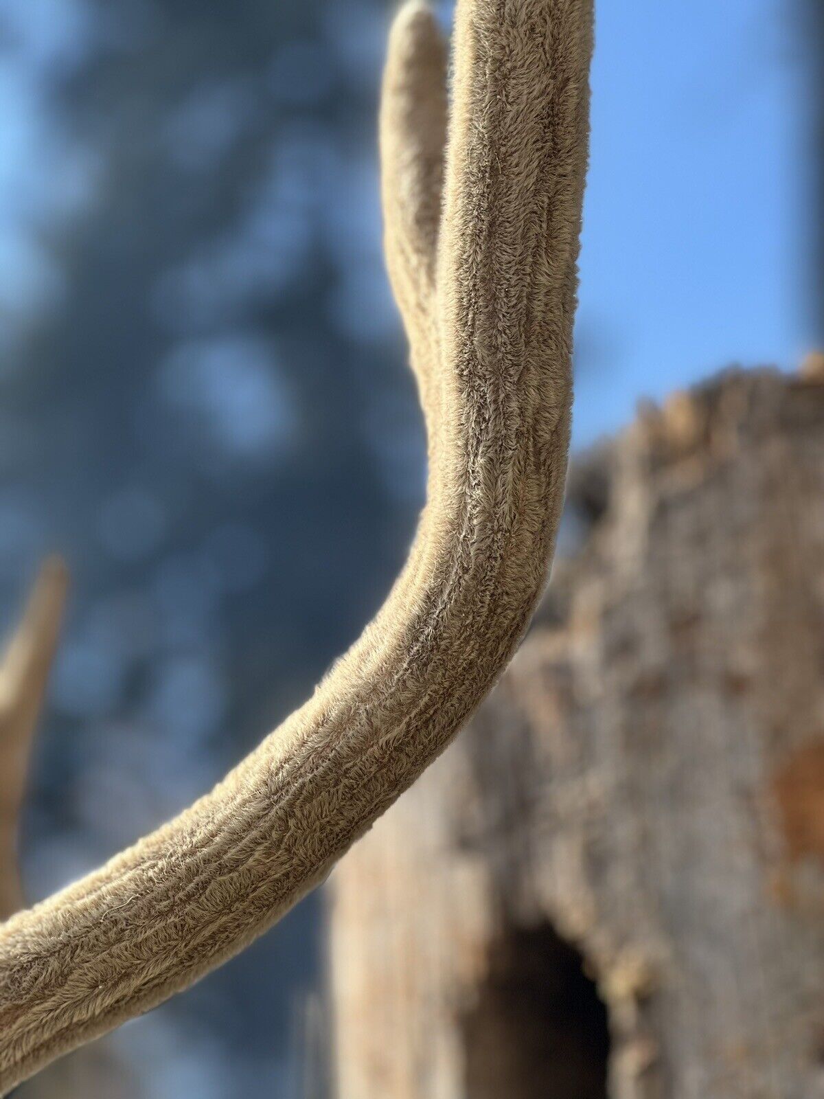 Axis Deer Real Velvet Antler  Taxidermy Wall Shoulder Mount